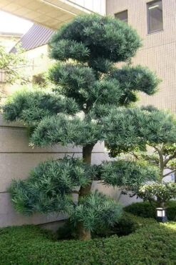 Blue Podocarpus Yew - 3 Gallon Pot 12 Blue Podocarpus Yew - 3 Gallon Pot -Green Haven Shop podocarpus elongatus blue podocarpus 6 1