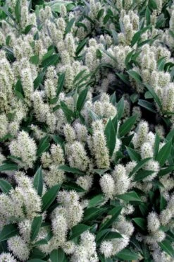 Otto Luyken English Laurel (Prunus Laurocersasus) - 6 Pack Of 1 Gallon Pots 10 Otto Luyken English Laurel (Prunus Laurocersasus) - 6 Pack Of 1 Gallon Pots -Green Haven Shop prunus laurocerasus otto luyken laurel 1