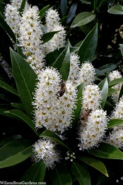 Otto Luyken English Laurel (Prunus Laurocersasus) - 6 Pack Of 1 Gallon Pots 9 Otto Luyken English Laurel (Prunus Laurocersasus) - 6 Pack Of 1 Gallon Pots -Green Haven Shop prunus laurocerasus otto luyken laurel 3