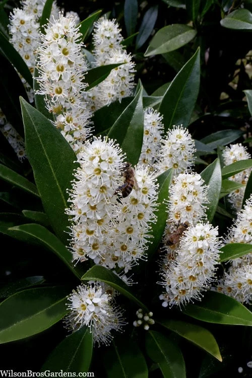 Otto Luyken English Laurel (Prunus Laurocersasus) - 6 Pack Of 1 Gallon Pots 4 Otto Luyken English Laurel (Prunus Laurocersasus) - 6 Pack Of 1 Gallon Pots - Image 4