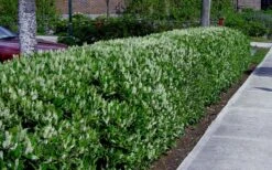 Otto Luyken English Laurel (Prunus Laurocersasus) - 6 Pack Of 1 Gallon Pots 11 Otto Luyken English Laurel (Prunus Laurocersasus) - 6 Pack Of 1 Gallon Pots -Green Haven Shop prunus laurocerasus otto luyken laurel 4