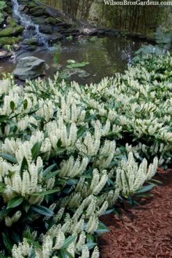 Otto Luyken English Laurel (Prunus Laurocersasus) - 6 Pack Of 1 Gallon Pots