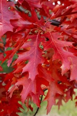 Scarlet Oak Tree (Quercus Coccinea) - 3 Gallon Pot -Green Haven Shop quercus coccinea scarlet oak 11