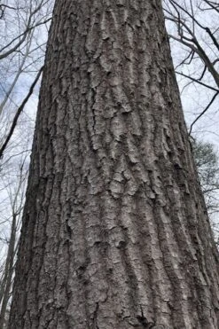 Scarlet Oak Tree (Quercus Coccinea) - 3 Gallon Pot -Green Haven Shop quercus coccinea scarlet oak bark trunk 11