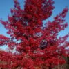 Scarlet Oak Tree (Quercus Coccinea) - 3 Gallon Pot