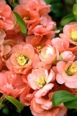 Cameo Flowering Quince - 3 Gallon Pot -Green Haven Shop quince cameo bloom