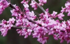 Eastern Redbud - 1 Gallon Pot -Green Haven Shop redbud Eastern Tree Flowers 1