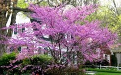 Eastern Redbud - 2 Gallon Pot -Green Haven Shop redbud Eastern Tree In Bloom