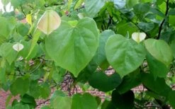 Eastern Redbud - 2 Gallon Pot -Green Haven Shop redbud Eastern Tree Leaves Foliage