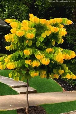 The Rising Sun Redbud Tree - 7 Gallon Pot (4-5') -Green Haven Shop redbud rising sun 52