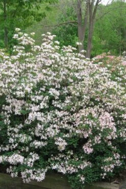 Coastal Azalea (Rhododendron Atlanticum) - 3 Gallon Pot -Green Haven Shop rhododendron atlanticum coastal azalea 1