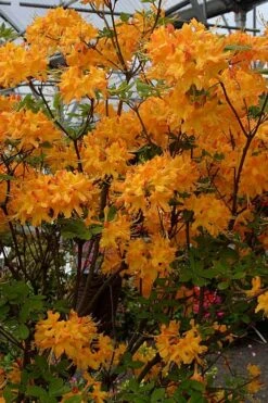 Florida Flame Native Azalea (Rhododendron Austrinum) - 3 Gallon Pot -Green Haven Shop rhododendron austrinum florida flame native azalea 4