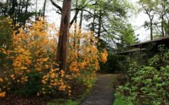 Florida Flame Native Azalea (Rhododendron Austrinum) - 3 Gallon Pot -Green Haven Shop rhododendron austrinum florida flame native azalea 8