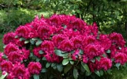 Besse Howells Rhododendron - 3 Gallon Pot -Green Haven Shop rhododendron besse howells 6
