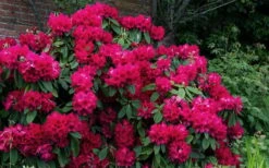Besse Howells Rhododendron - 3 Gallon Pot -Green Haven Shop rhododendron besse howells 7