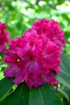 Besse Howells Rhododendron - 3 Gallon Pot -Green Haven Shop rhododendron besse howells 8