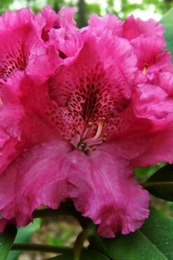 Besse Howells Rhododendron - 3 Gallon Pot -Green Haven Shop rhododendron bessie howells 100