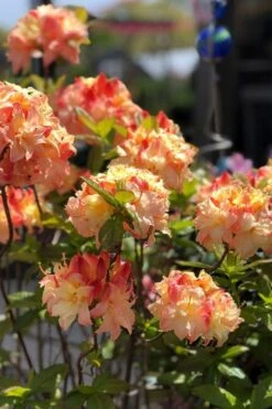 Cannon's Double Exbury Azalea (Rhdodendron) - 2 Gallon Pot -Green Haven Shop rhododendron cannons double azalea 2