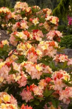 Cannon's Double Exbury Azalea (Rhdodendron) - 2 Gallon Pot -Green Haven Shop rhododendron cannons double azalea 3