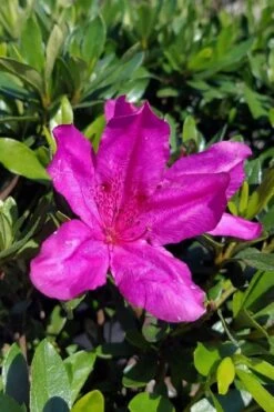 Congo Purple Azalea - 3 Gallon Pot 10 Congo Purple Azalea - 3 Gallon Pot -Green Haven Shop rhododendron congo robin hill hybrid azalea 3