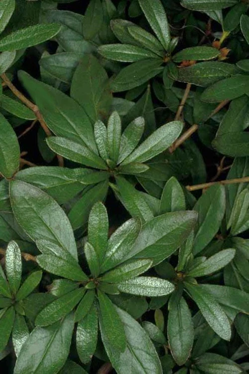 Congo Purple Azalea - 3 Gallon Pot 6 Congo Purple Azalea - 3 Gallon Pot - Image 6