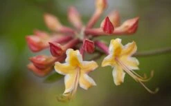 Millie Mac Native Azalea (Rhododendron) - 3 Gallon Pot 11 Millie Mac Native Azalea (Rhododendron) - 3 Gallon Pot -Green Haven Shop rhododendron millie mac native azalea 10