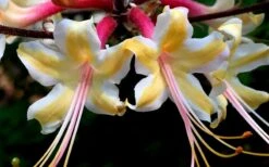 Millie Mac Native Azalea (Rhododendron) - 3 Gallon Pot 9 Millie Mac Native Azalea (Rhododendron) - 3 Gallon Pot -Green Haven Shop rhododendron millie mac native azalea 15