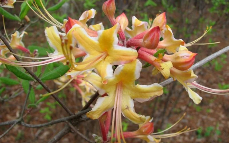 Millie Mac Native Azalea (Rhododendron) - 3 Gallon Pot 5 Millie Mac Native Azalea (Rhododendron) - 3 Gallon Pot - Image 5