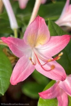 Pink Perfume Native Azalea (Rhododendron Hybrid) - 3 Gallon Pot
