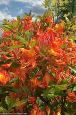 Smitty's Orange Crush Native Azalea (Rhododendron X) - 3 Gallon Pot -Green Haven Shop rhododendron smittys orange crush native azalea 1