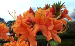 Smitty's Orange Crush Native Azalea (Rhododendron X) - 3 Gallon Pot -Green Haven Shop rhododendron smittys orange crush native azalea 4