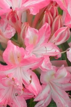 Ribbon Candy Swamp Azalea (Rhododendron Viscosum) - 1 Gallon Pot -Green Haven Shop rhododendron viscosum ribbon candy swamp azalea 1 2