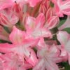 Ribbon Candy Swamp Azalea (Rhododendron Viscosum) - 2 Gallon Pot