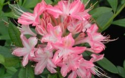 Ribbon Candy Swamp Azalea (Rhododendron Viscosum) - 2 Gallon Pot -Green Haven Shop rhododendron viscosum ribbon candy swamp azalea 3 1