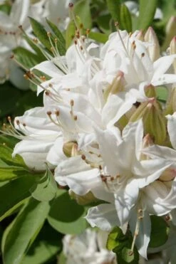 Swamp Azalea (Rhododendron Viscosum) - 1 Gallon Pot -Green Haven Shop rhododendron viscosum swamp azalea 1 1