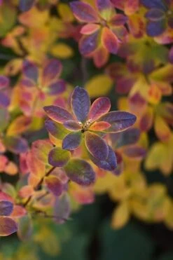 Swamp Azalea (Rhododendron Viscosum) - 3 Gallon Pot -Green Haven Shop rhododendron viscosum swamp azalea 2