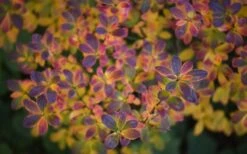 Ribbon Candy Swamp Azalea (Rhododendron Viscosum) - 3 Gallon Pot -Green Haven Shop rhododendron viscosum swamp azalea 3