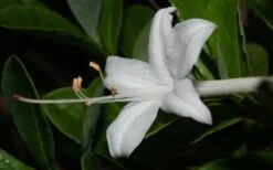 Swamp Azalea (Rhododendron Viscosum) - 3 Gallon Pot -Green Haven Shop rhododendron viscosum swamp azalea 8