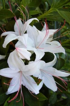 Weston's Innocence Fragrant Swamp Azalea (Rhododendron) - 3 Gallon Pot -Green Haven Shop rhododendron viscosum westons innocence native azalea 1