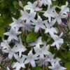 Weston's Innocence Fragrant Swamp Azalea (Rhododendron) - 3 Gallon Pot