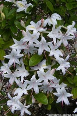 Weston's Innocence Fragrant Swamp Azalea (Rhododendron) - 3 Gallon Pot