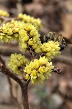 Fragrant Sumac (Rhus Aromatica) - 3 Gallon Pot -Green Haven Shop rhus aromatica fragrant sumac 2