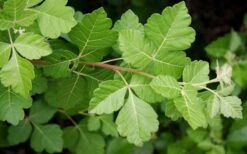 Fragrant Sumac (Rhus Aromatica) - 3 Gallon Pot -Green Haven Shop rhus aromatica fragrant sumac 5