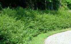 Fragrant Sumac (Rhus Aromatica) - 3 Gallon Pot -Green Haven Shop rhus aromatica fragrant sumac 7