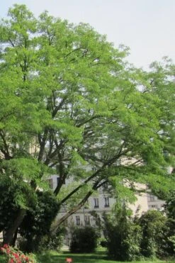 Black Locust Tree - 3 Gallon Pot 19 Black Locust Tree - 3 Gallon Pot -Green Haven Shop robinia pseudoacacia black locust tree 10