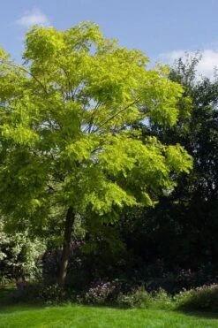 Black Locust Tree - 3 Gallon Pot 18 Black Locust Tree - 3 Gallon Pot -Green Haven Shop robinia pseudoacacia black locust tree 11