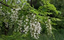 Black Locust Tree - 3 Gallon Pot 24 Black Locust Tree - 3 Gallon Pot -Green Haven Shop robinia pseudoacacia black locust tree 15