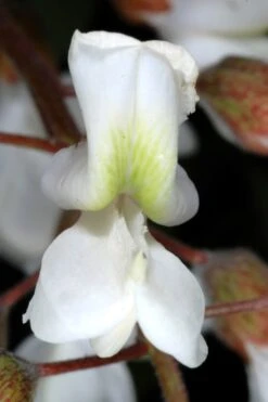 Black Locust Tree - 3 Gallon Pot 22 Black Locust Tree - 3 Gallon Pot -Green Haven Shop robinia pseudoacacia black locust tree 2