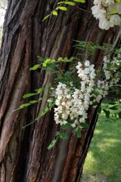 Black Locust Tree - 3 Gallon Pot 21 Black Locust Tree - 3 Gallon Pot -Green Haven Shop robinia pseudoacacia black locust tree 20