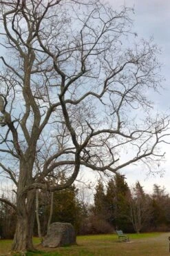 Black Locust Tree - 3 Gallon Pot 20 Black Locust Tree - 3 Gallon Pot -Green Haven Shop robinia pseudoacacia black locust tree 4